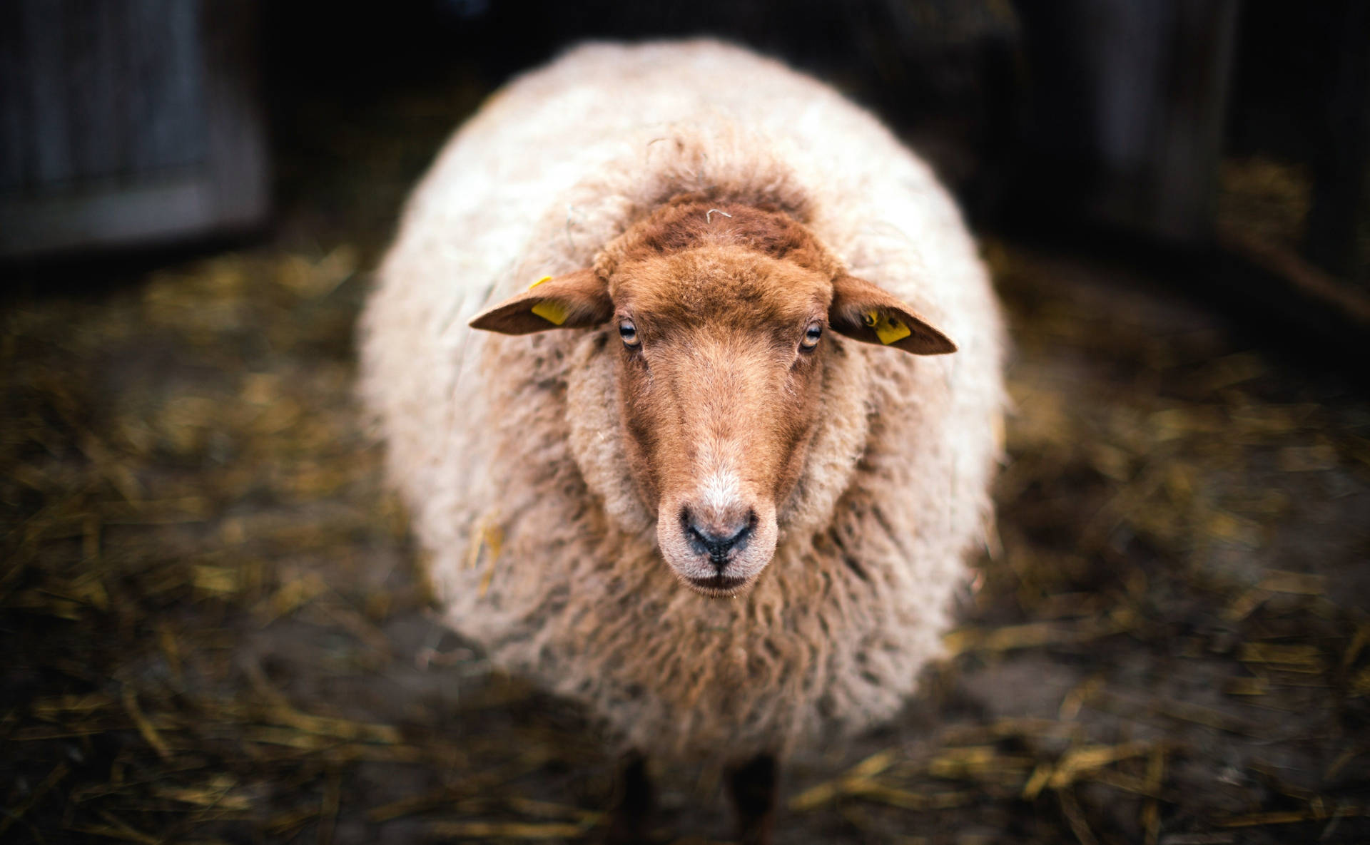 Animal Sheep HD Wallpaper | Background Image