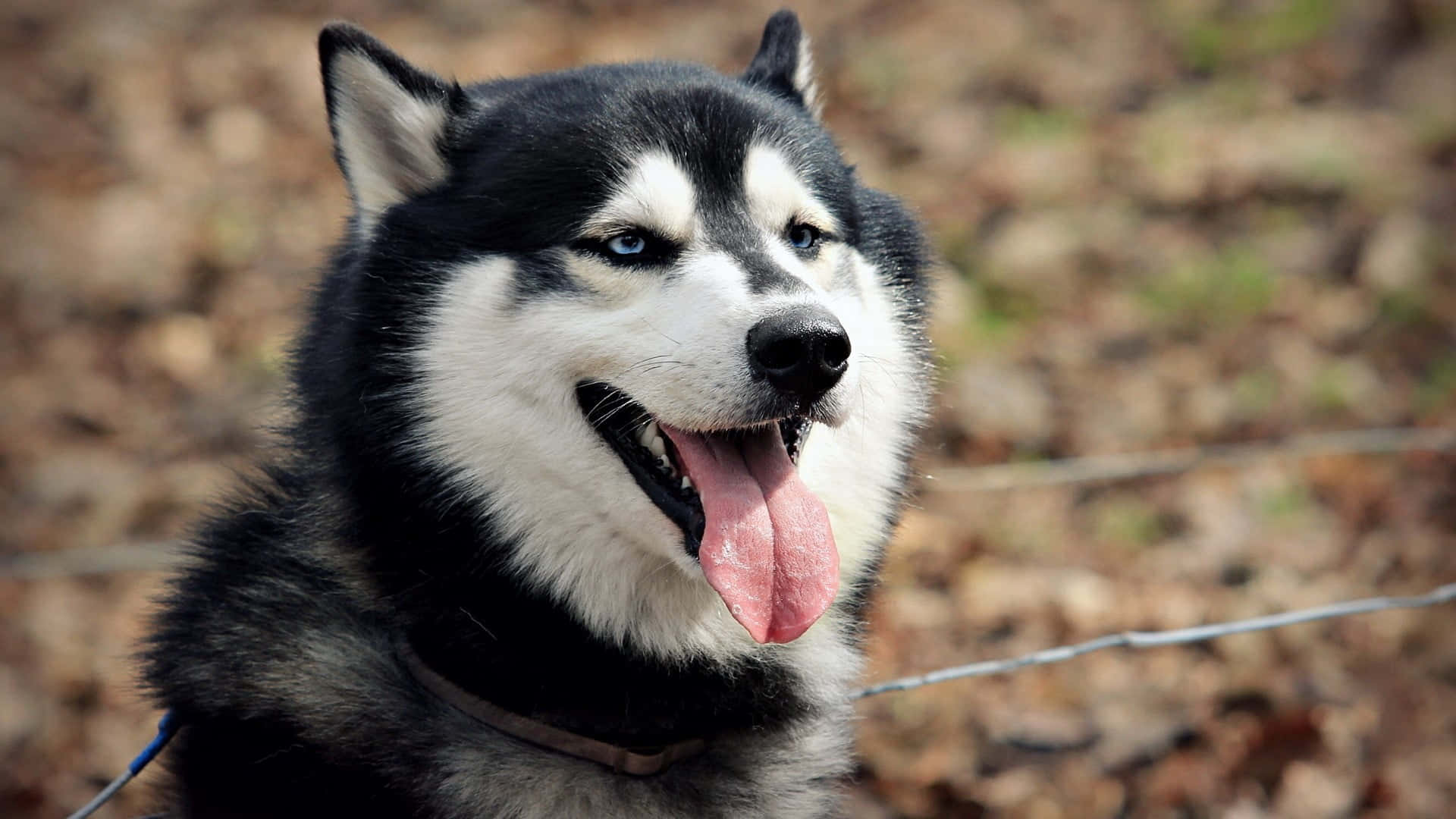 Siberian Husky 桌布