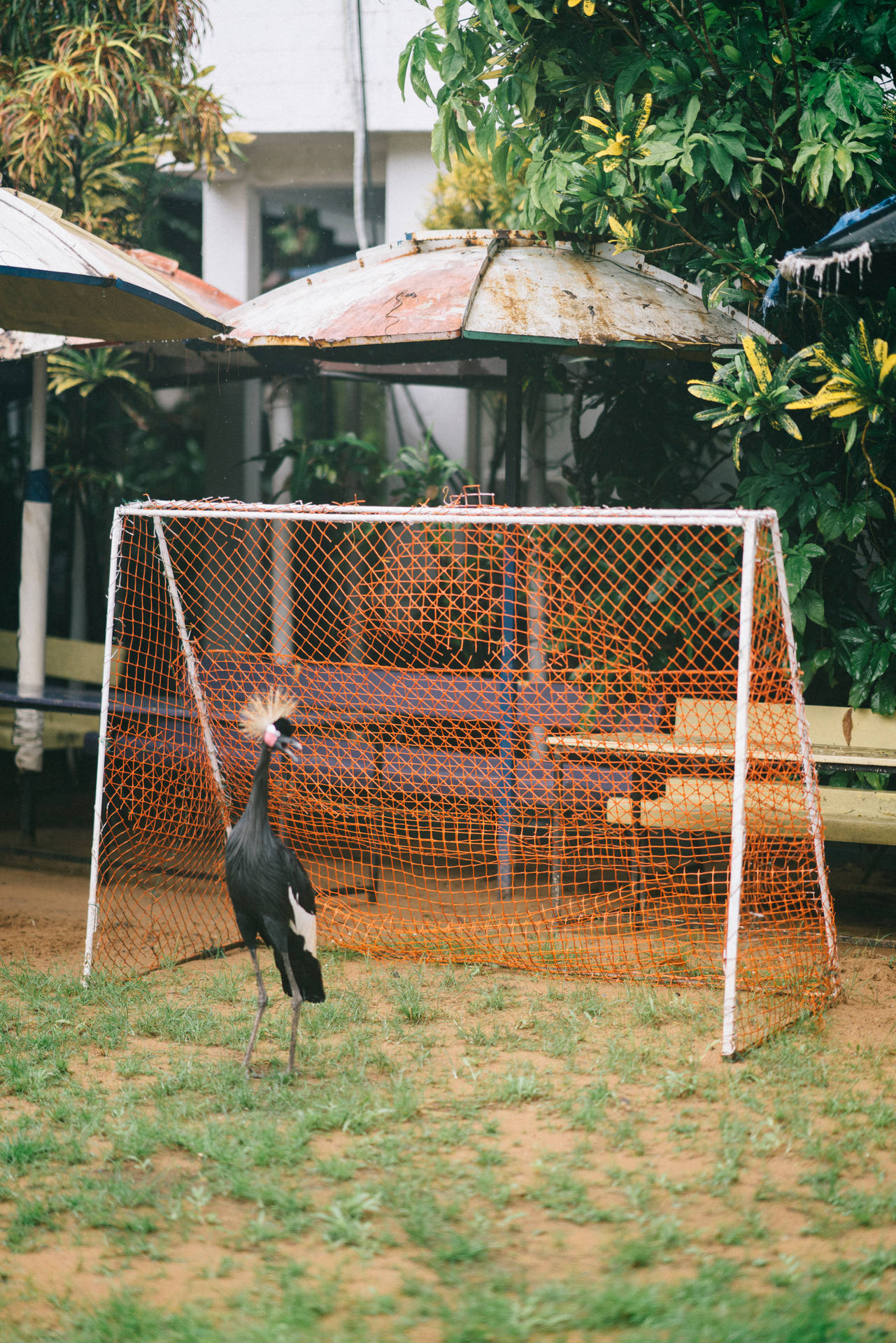 black and white bird on brown wooden fence during daytime