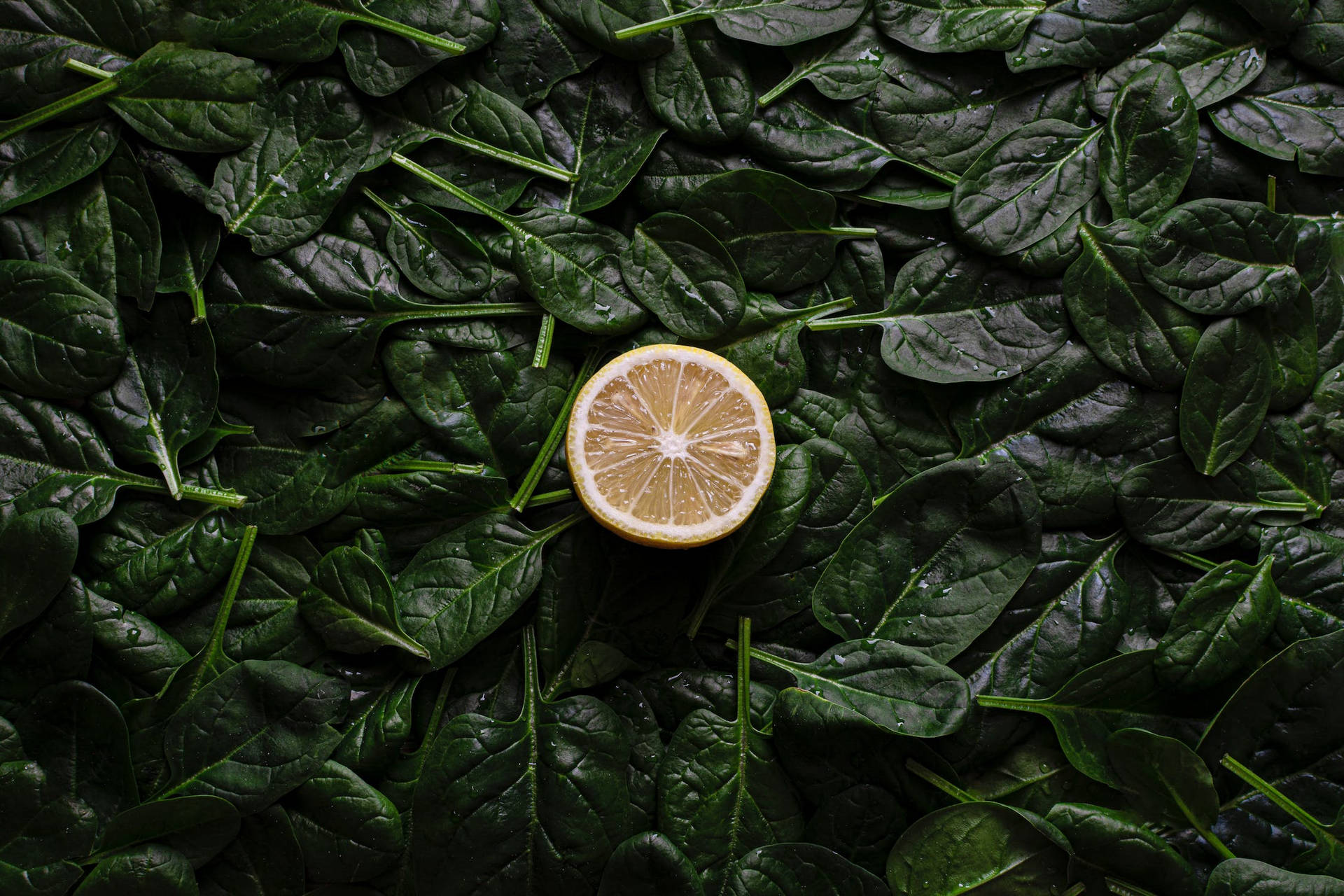 Spinach 桌布