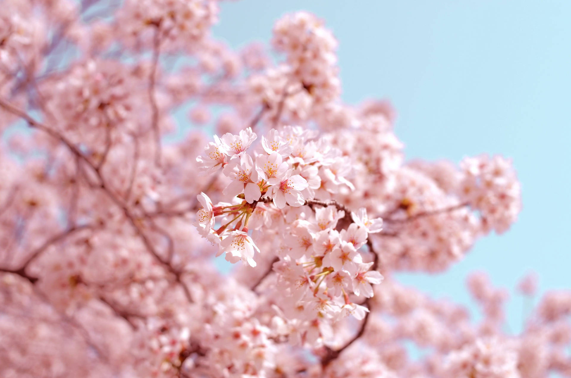 Spring Aesthetic 桌布