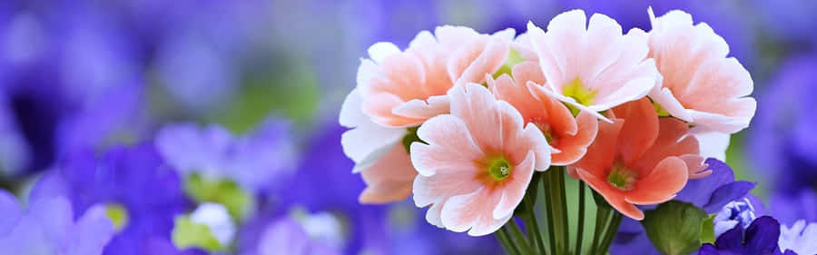 Spring Dual Screen 壁紙