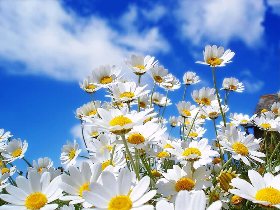 Spring Flowers Desktop 桌布