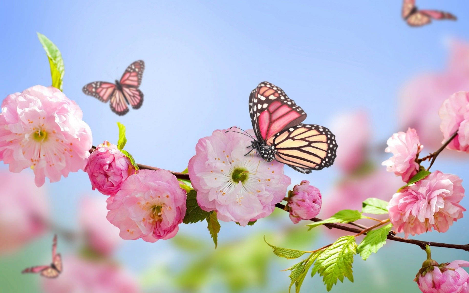1920x1200 Spring Flower Wallpaper