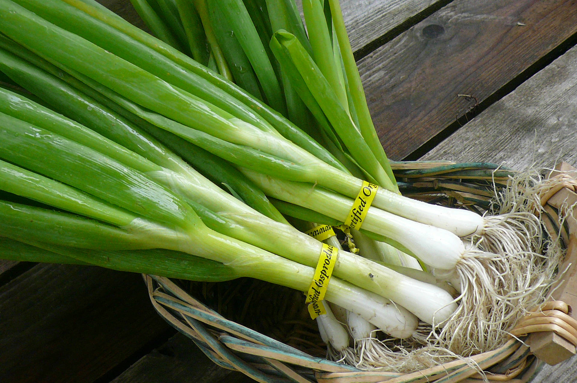 Spring Onion 桌布
