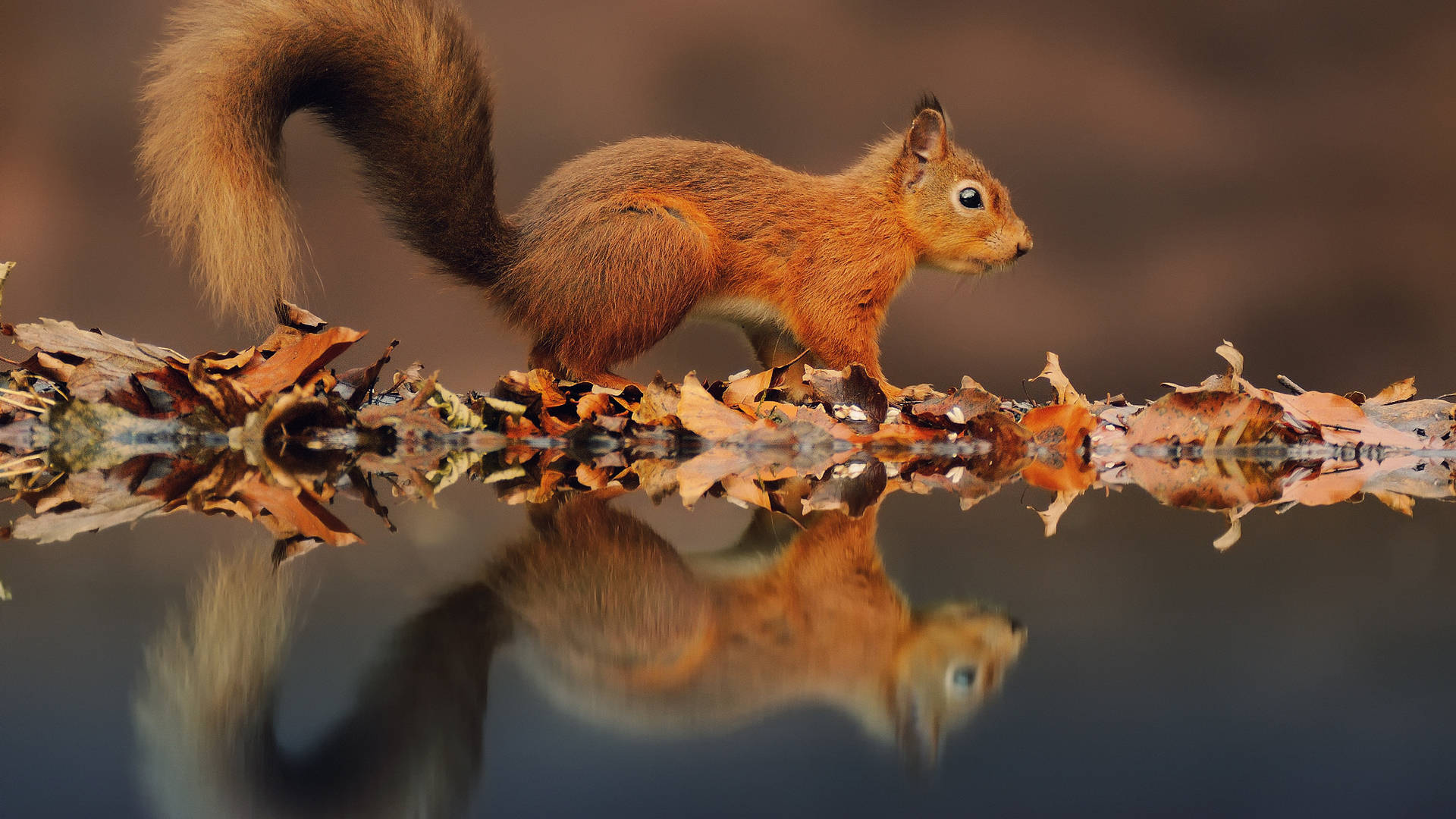 Squirrel 桌布