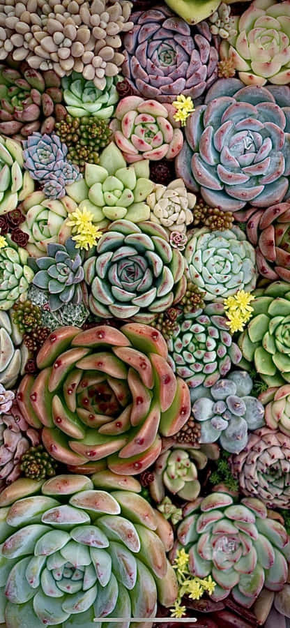 Succulent iPhone 桌布