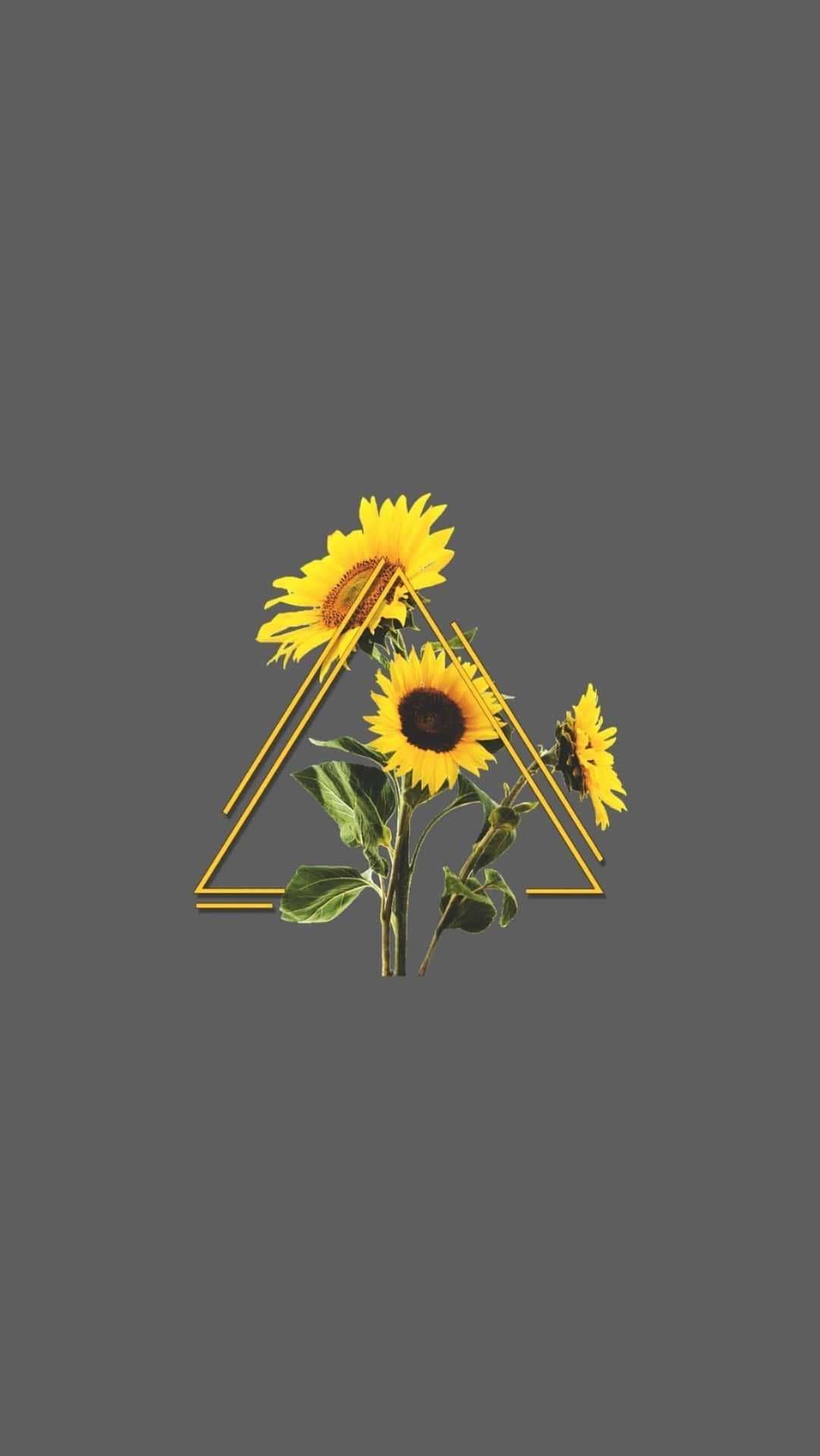 Sunflower Aesthetic iPhone 桌布
