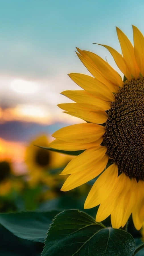 Sunflower Phone 桌布