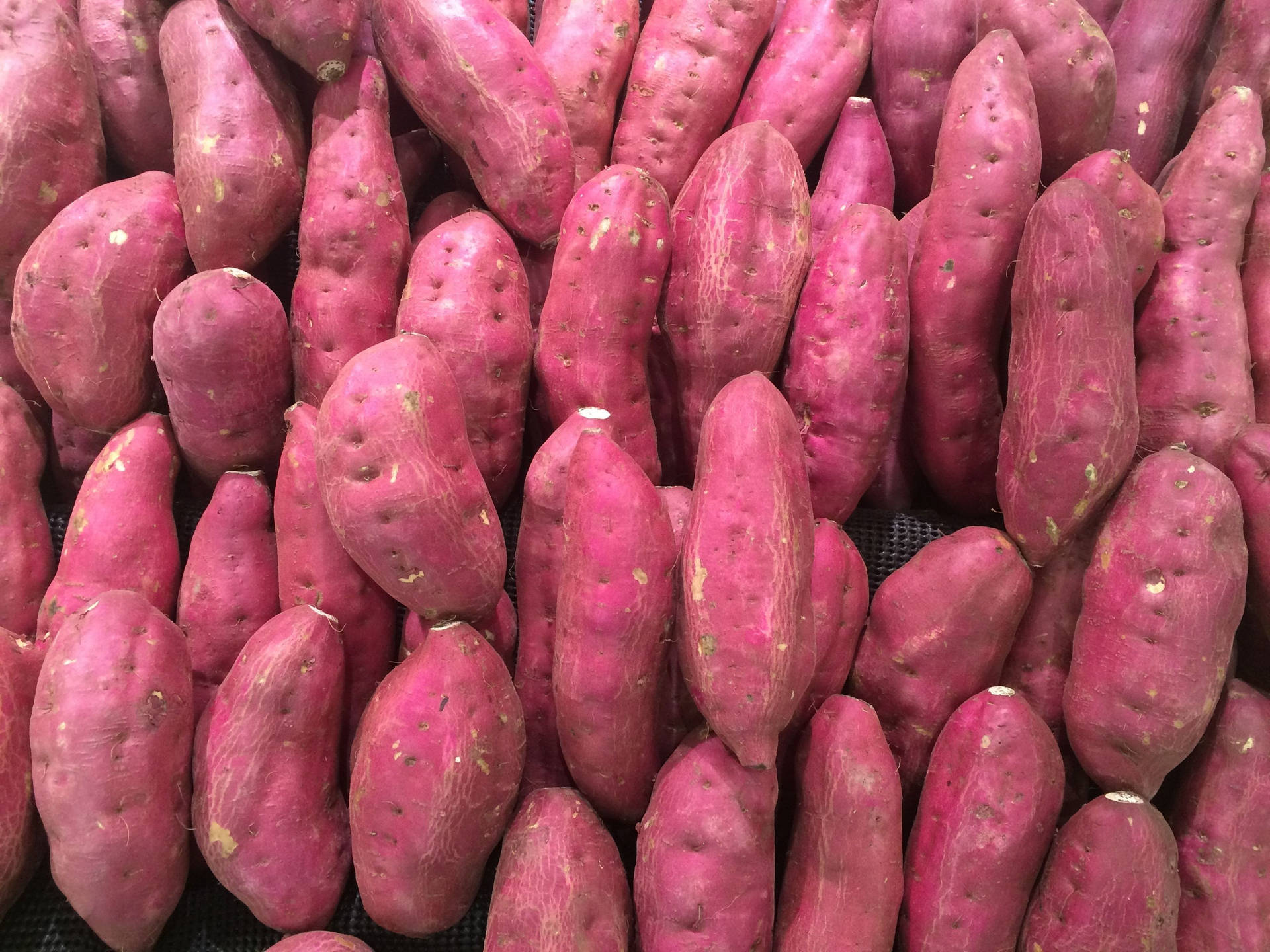 Sweet Potato 桌布