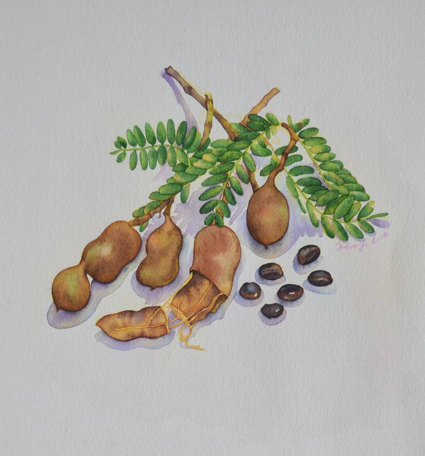 Tamarind 桌布