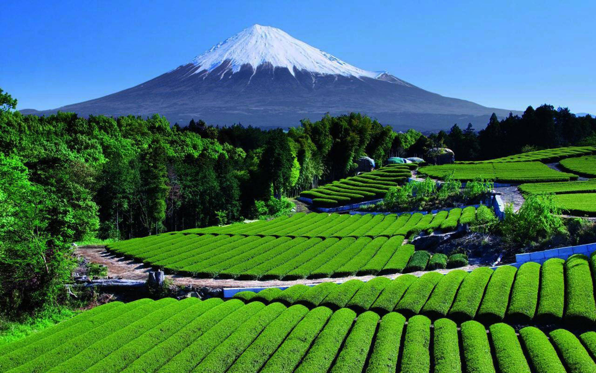 Tea Garden 桌布