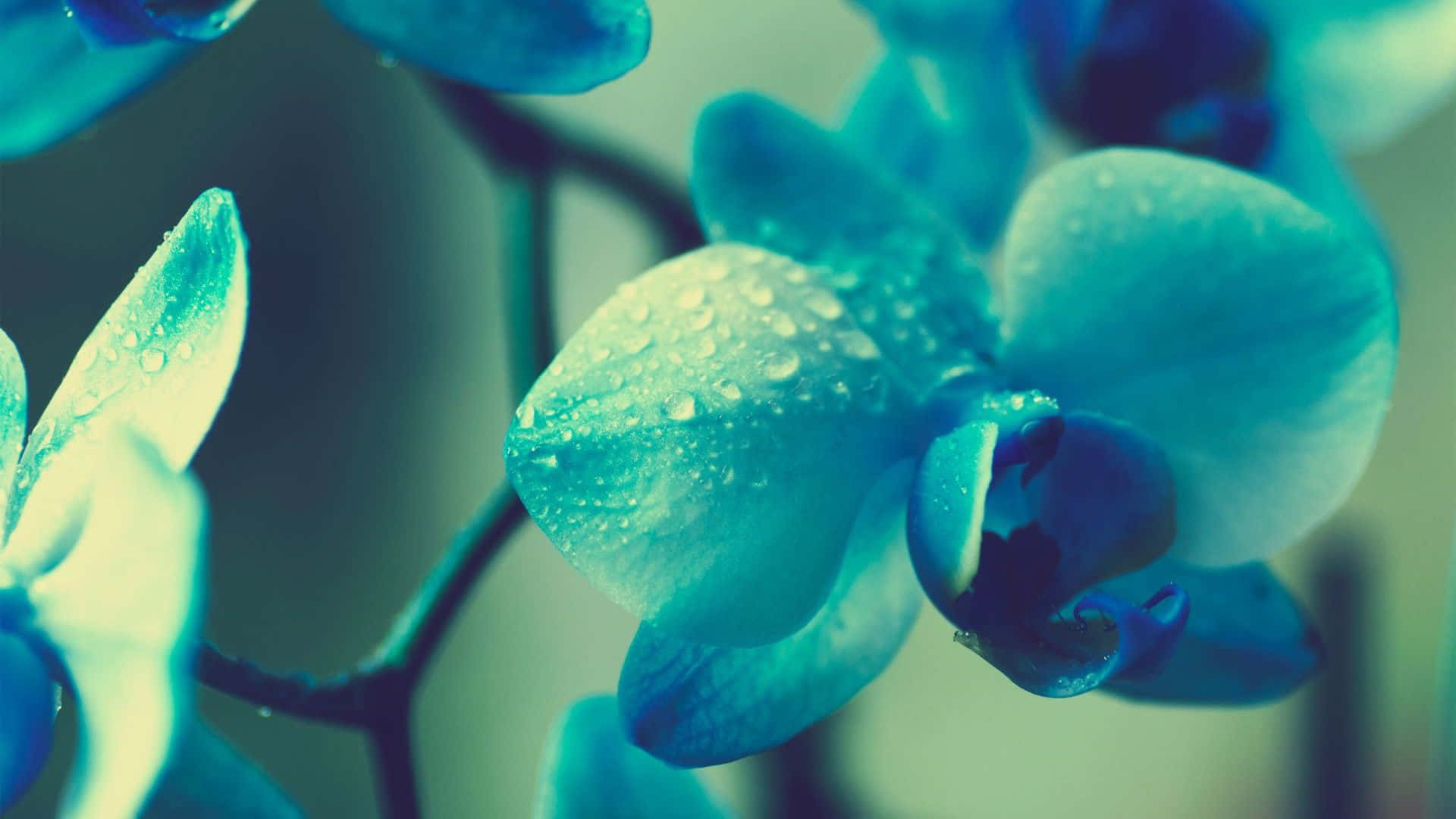 Teal Flower 桌布