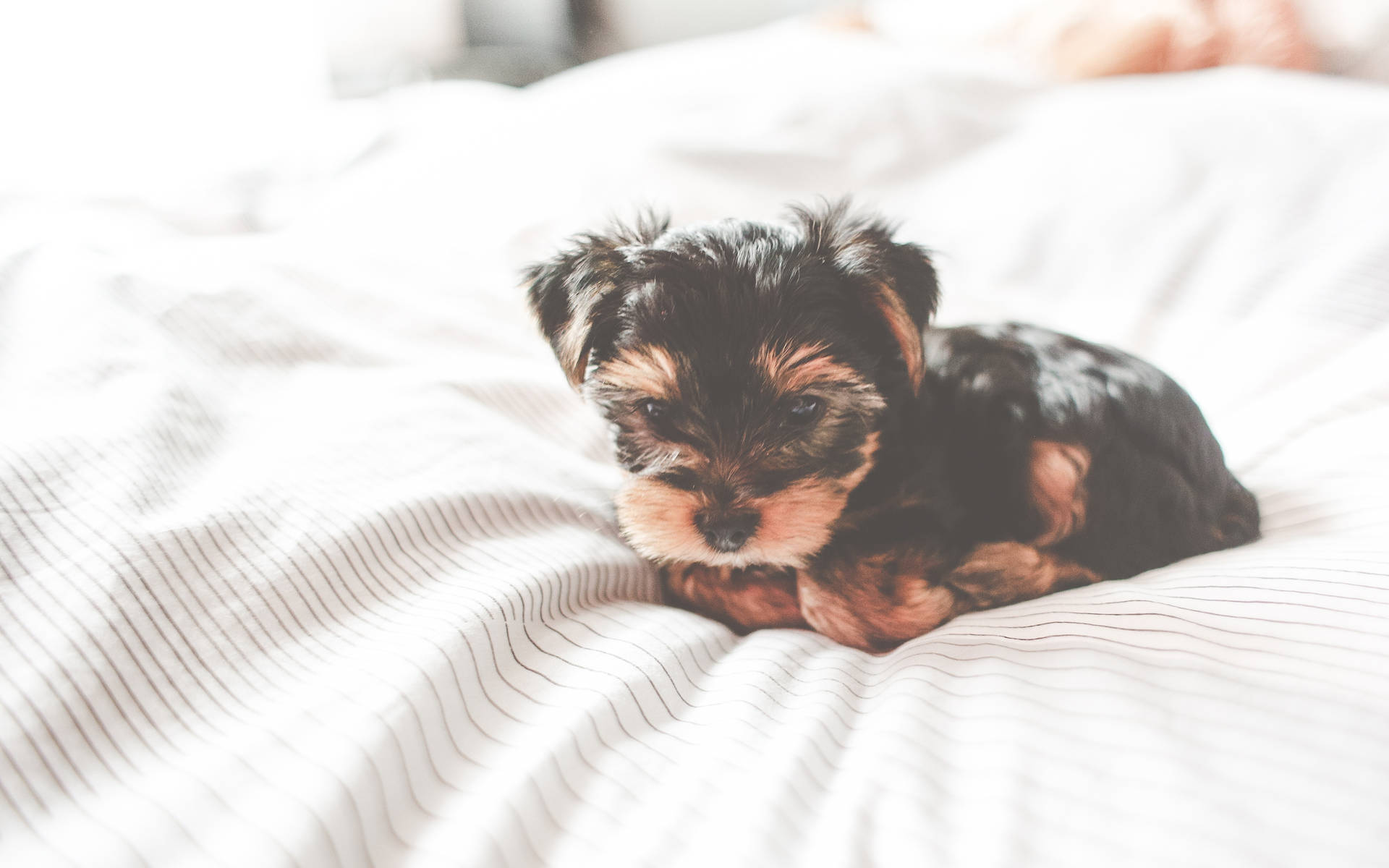 Terrier 桌布