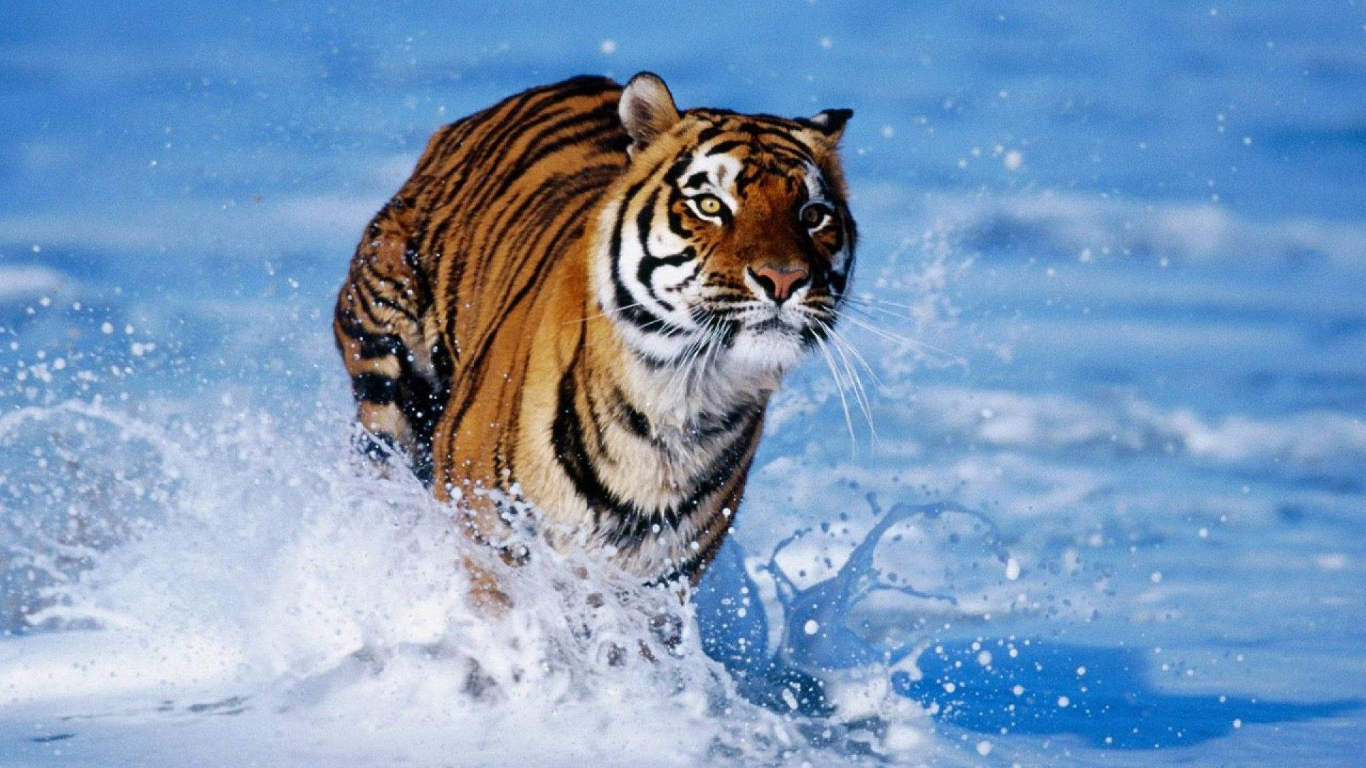 1920x1080 Running Tiger Wallpaper Wallpaper