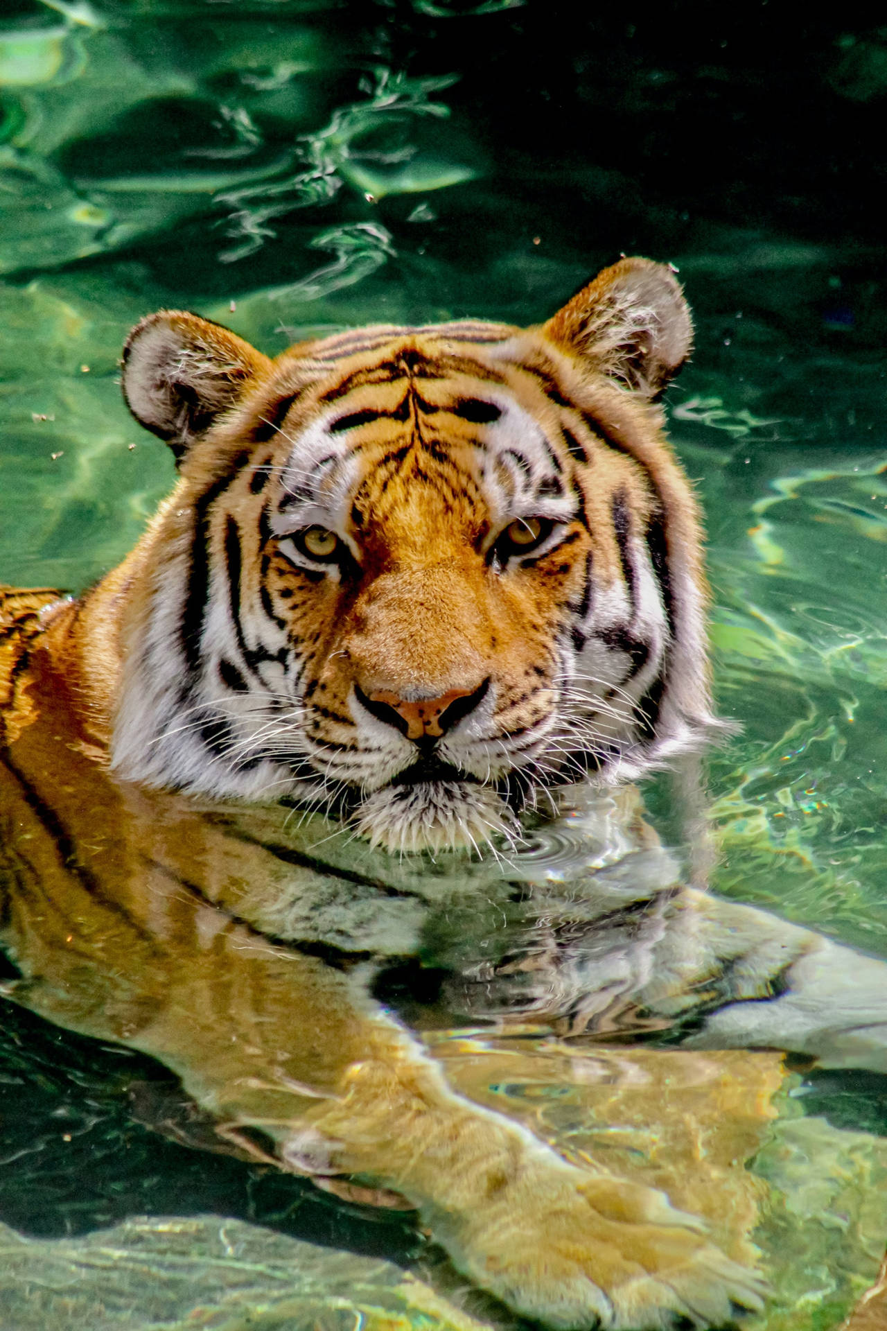 Tiger iPhone 桌布