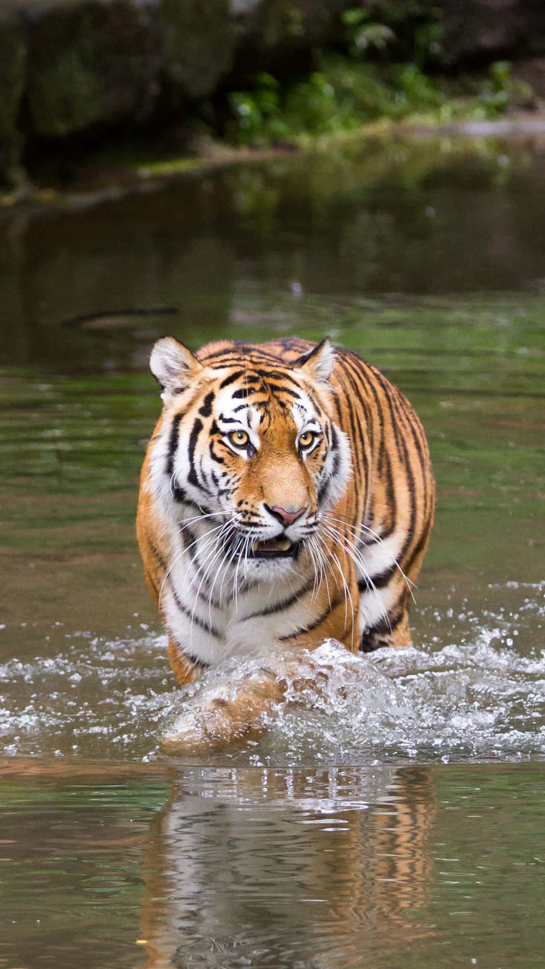 Tiger Phone 桌布
