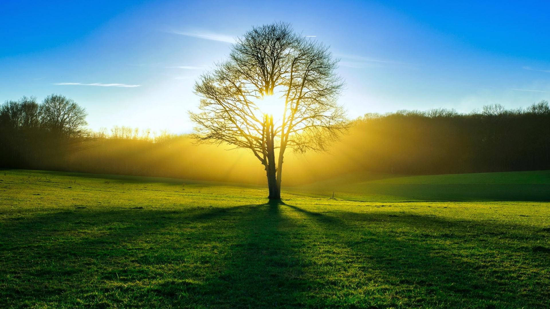1920x1080 Tree, sun, light, summer, forest wallpaper. nature and landscape