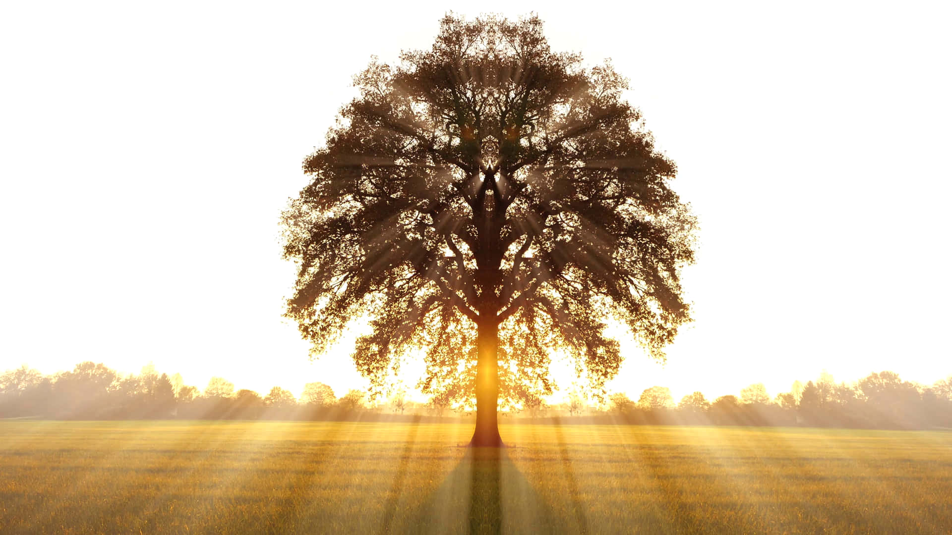 Tree Of Life 桌布