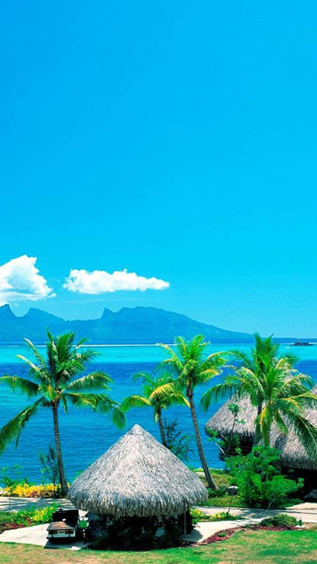 Tropical iPhone 桌布
