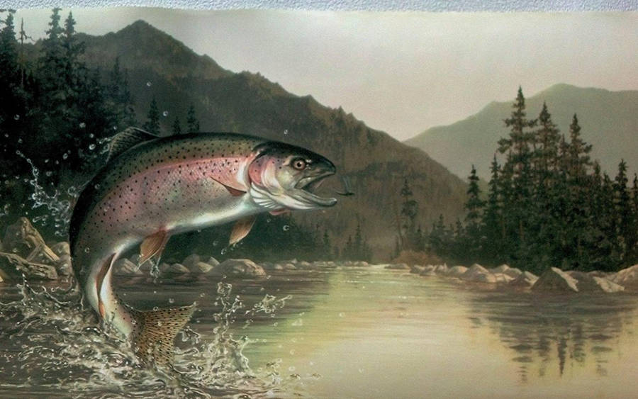 Trout 桌布