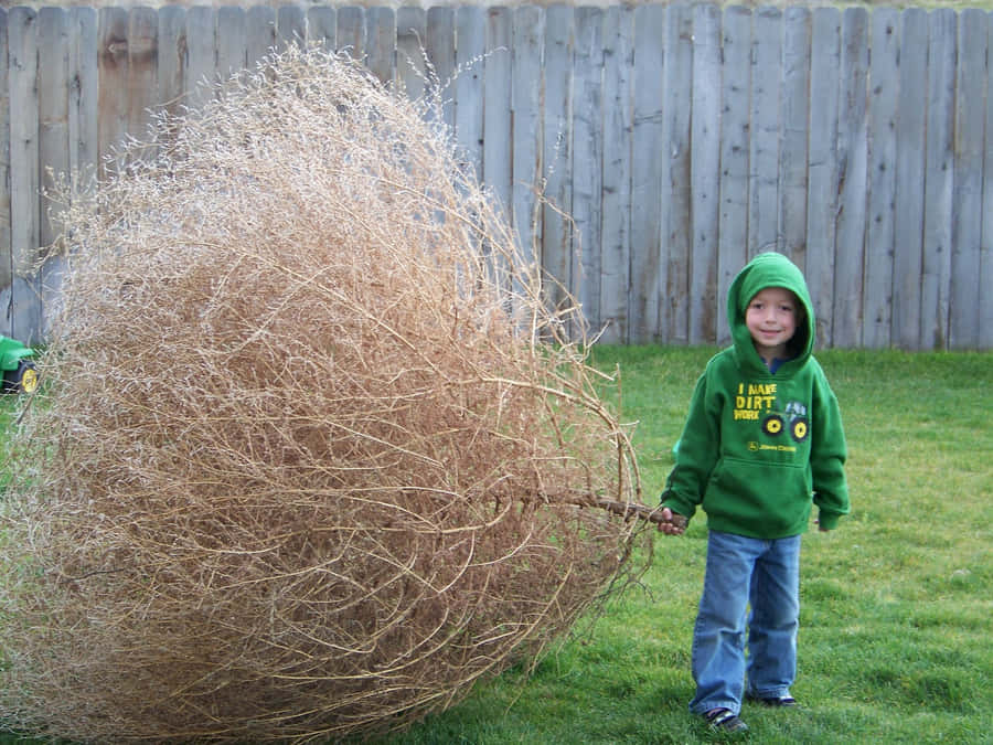Tumbleweed 桌布