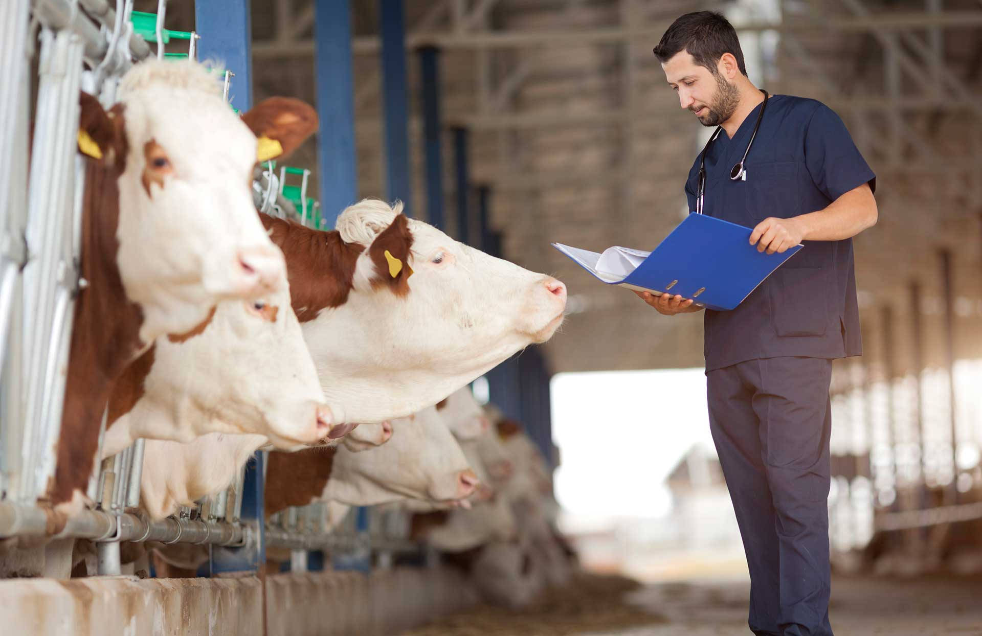Veterinarian 桌布