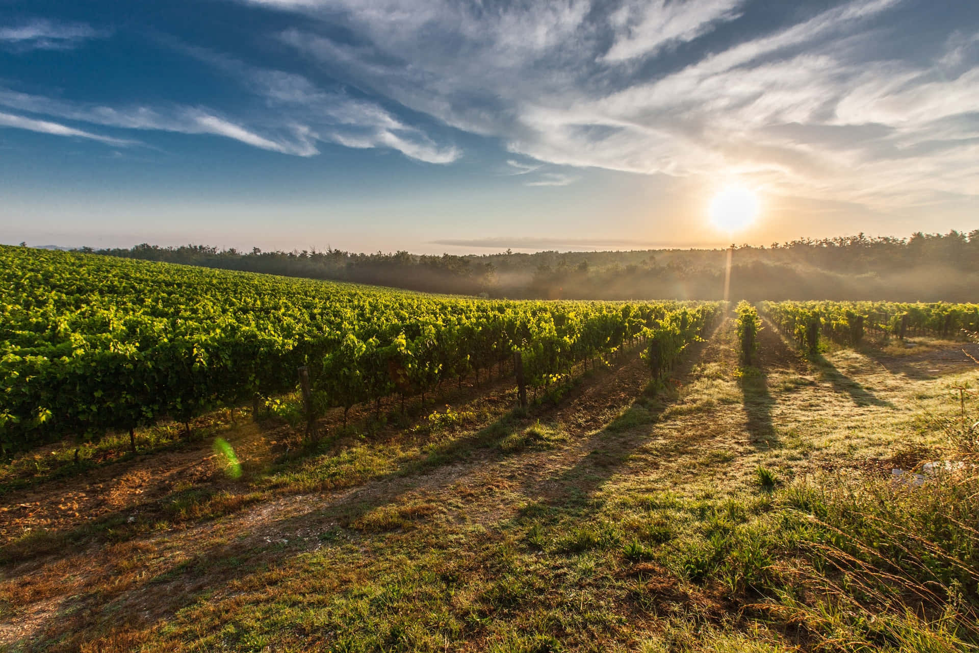 Vineyard 桌布