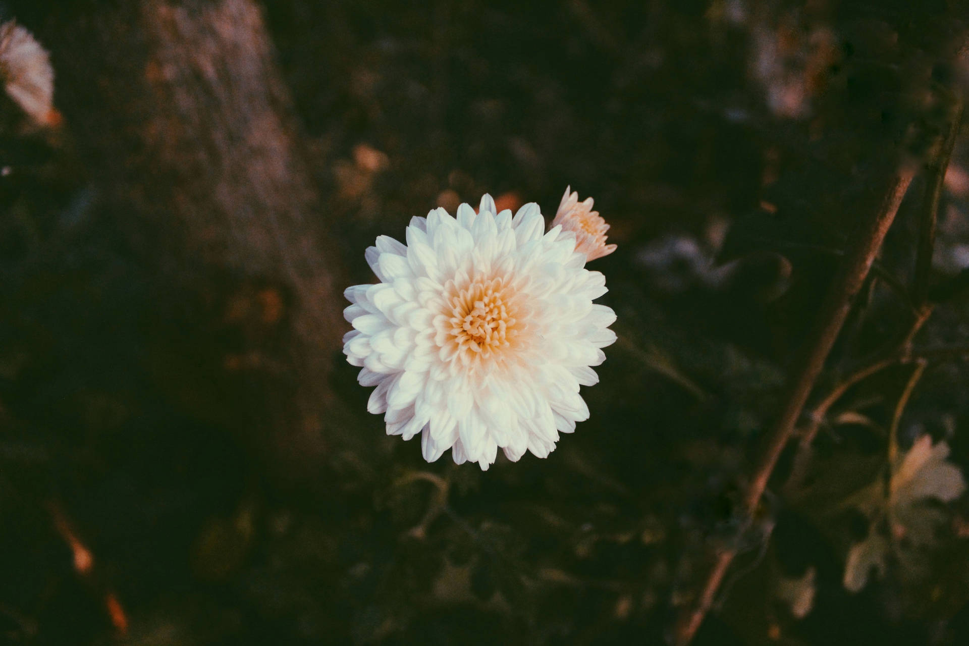 5184x3456 Free stock photo of beautiful flowers, vsco