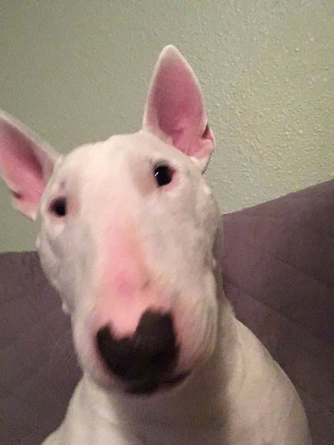 Walter The Dog 桌布