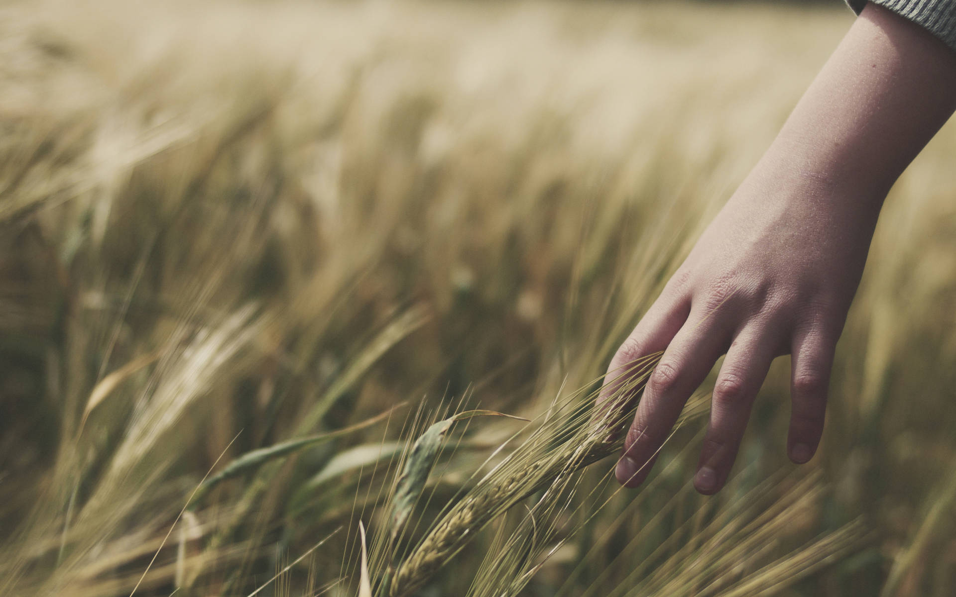 Wheat Field 桌布