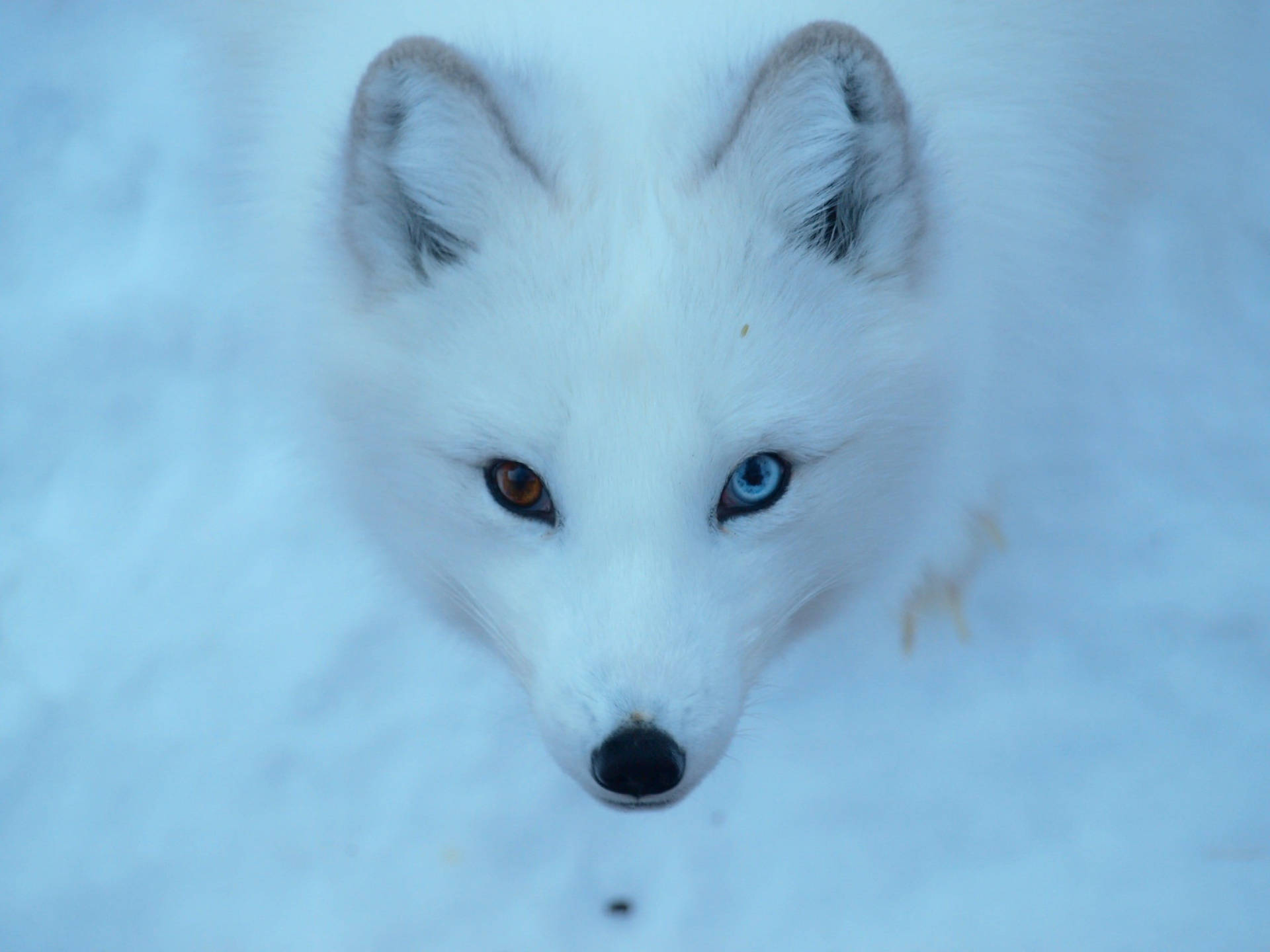 White Fox 桌布