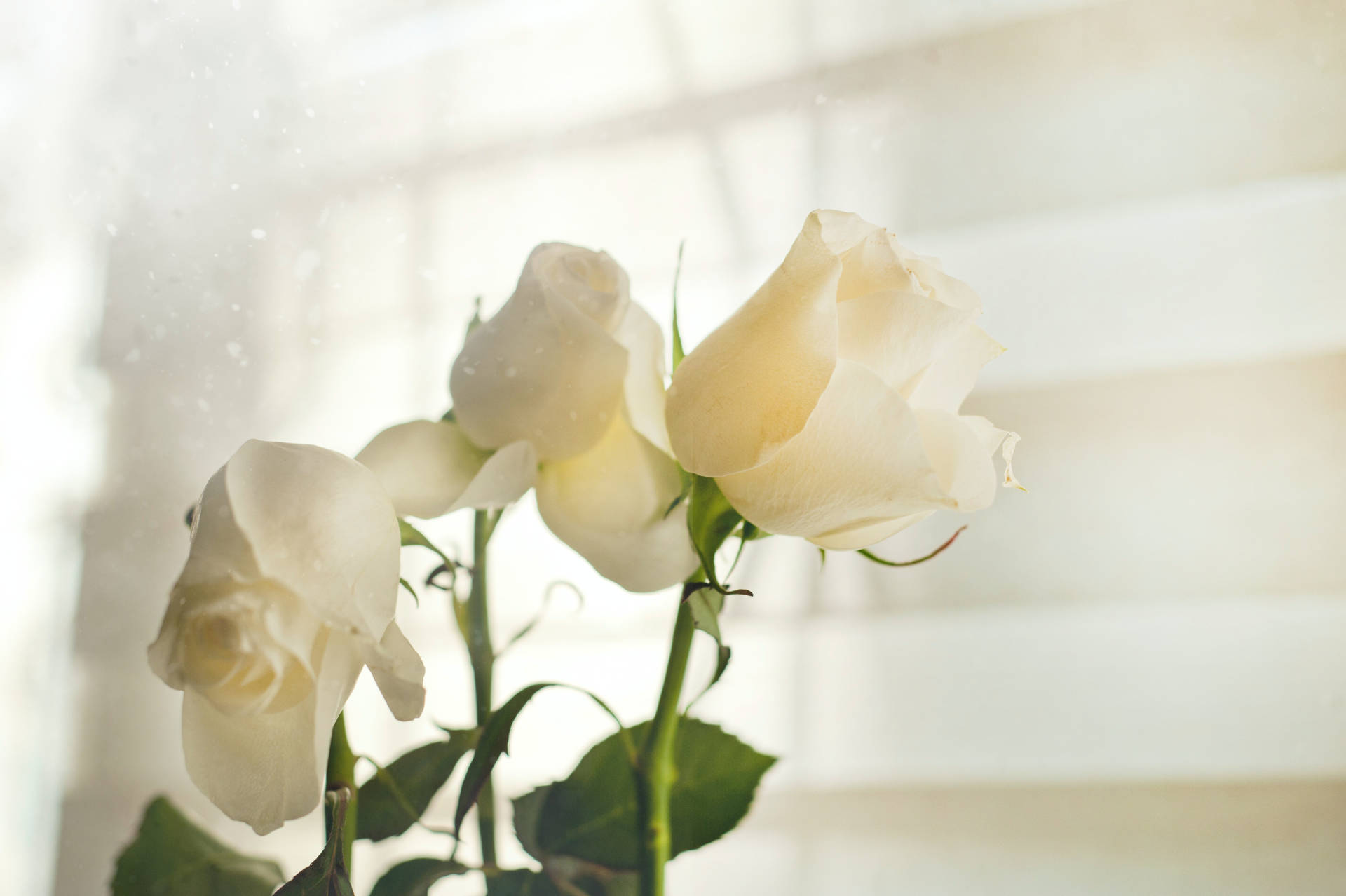White HD 桌布