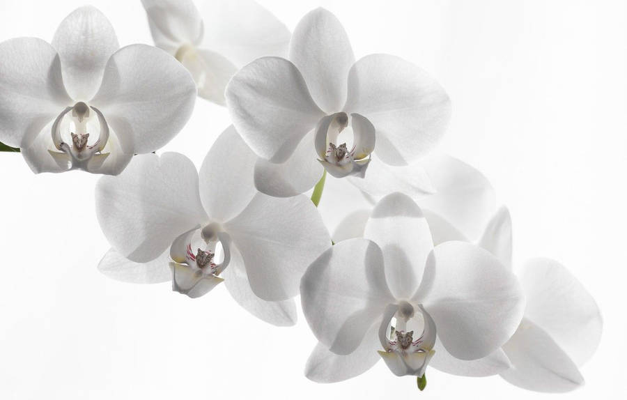 White Orchid 桌布