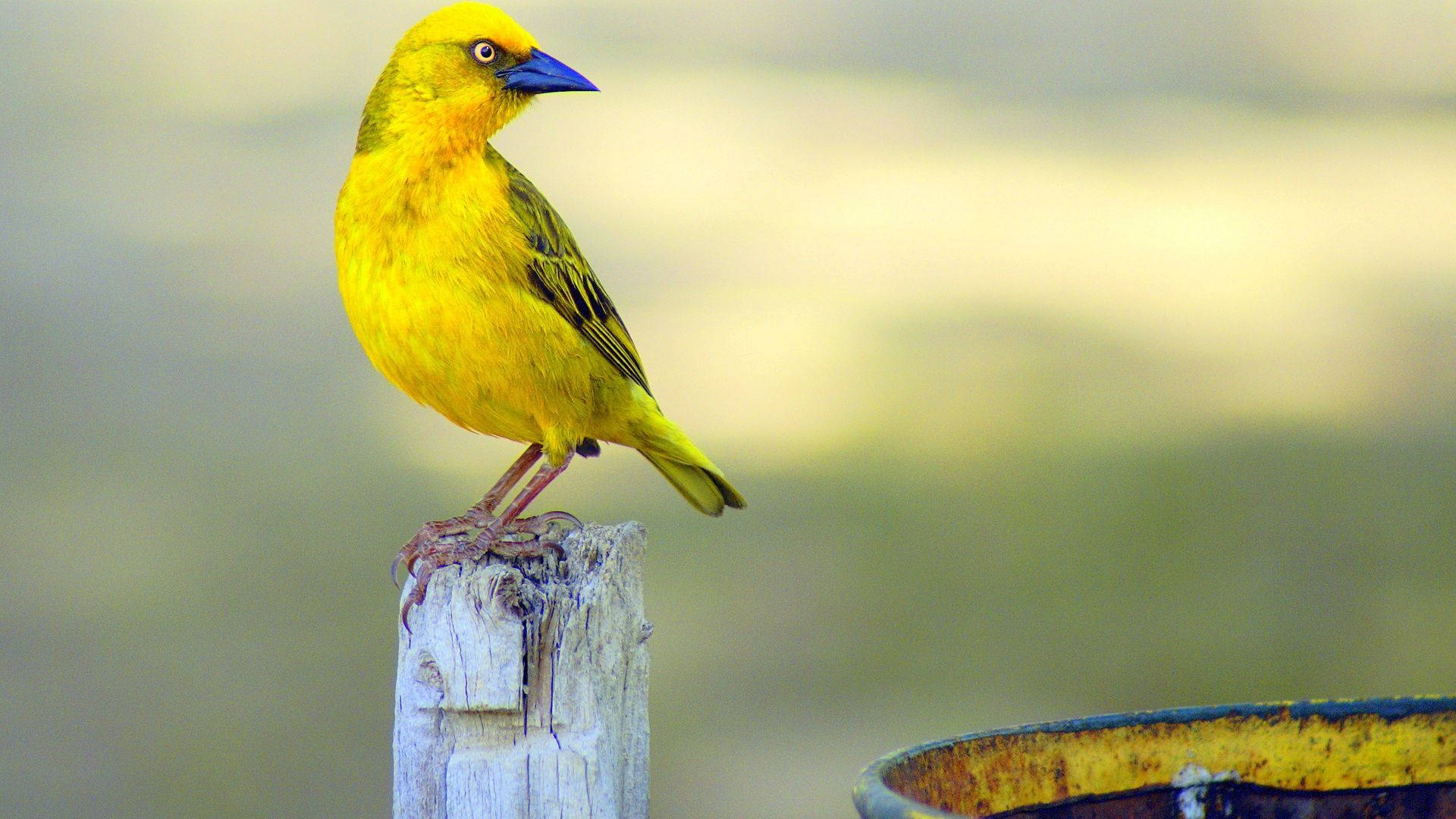 Yellow Bird 桌布