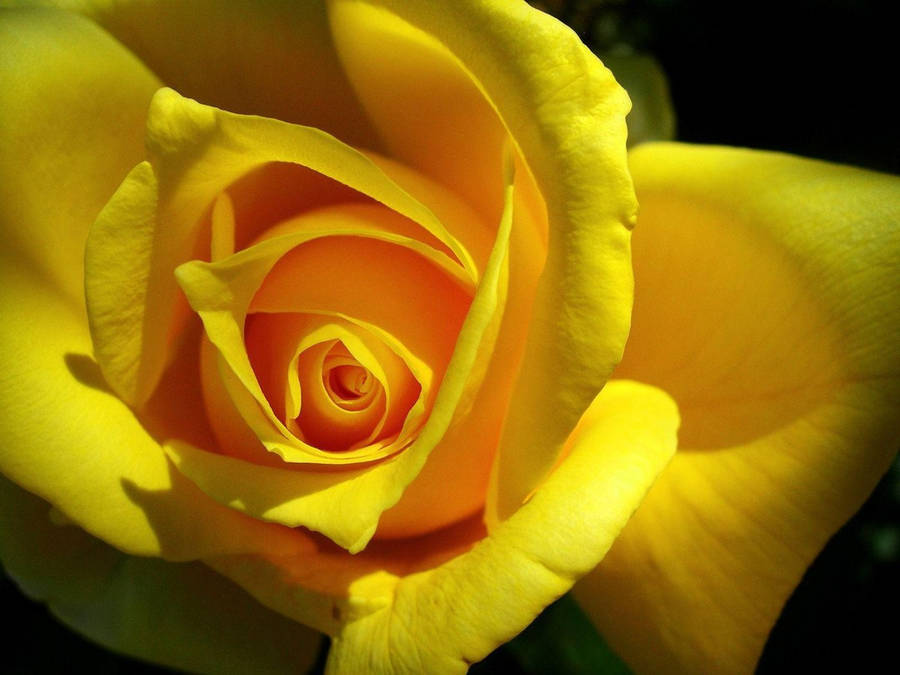 Yellow Rose 桌布
