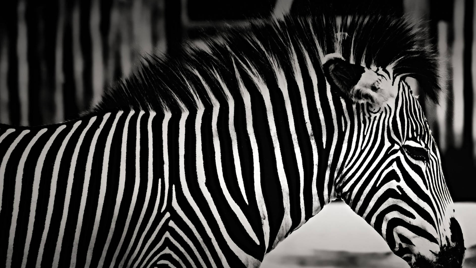 Zebra 桌布
