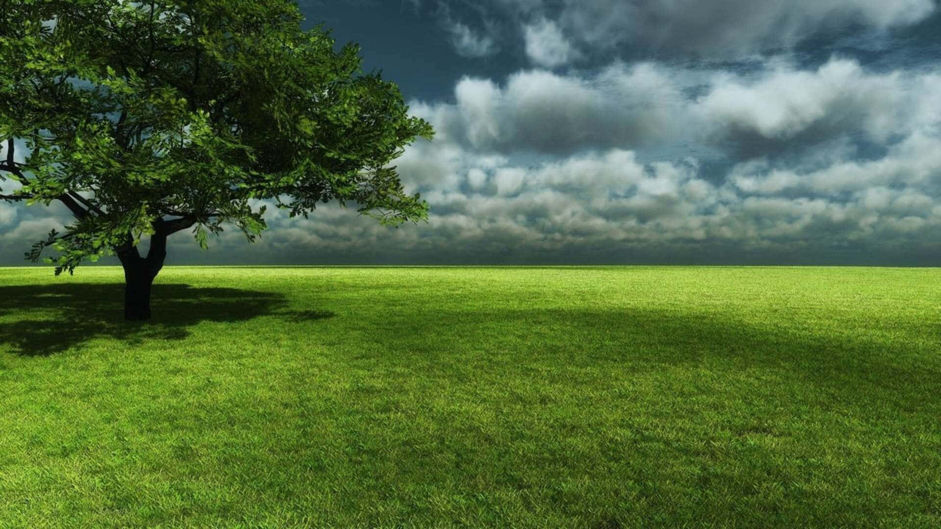 在佈滿雲層的天空下，廣闊的草地上有一棵孤樹。