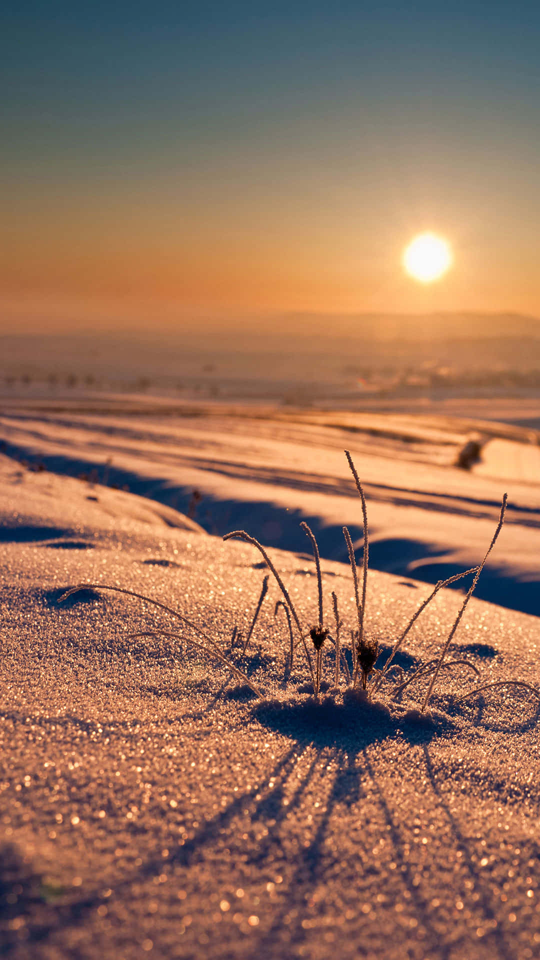 雪中結霜的草沐浴在金色日出光中
