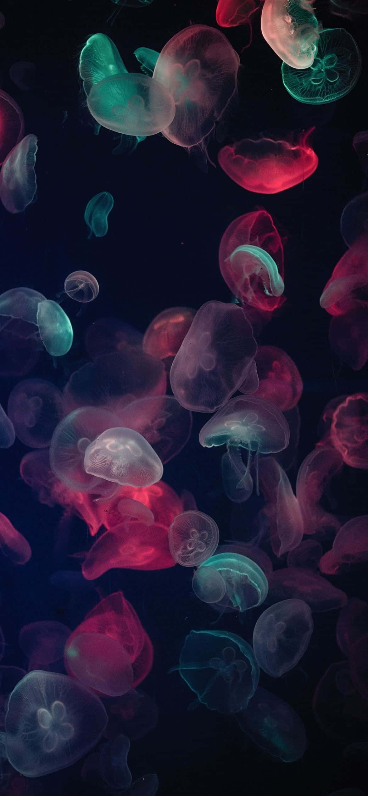 1170x2532 解析度：多彩水母群 壁紙 — 發光水母在深海黑暗中漂流，被鮮豔的粉紅色和藍綠色生物發光所照亮。