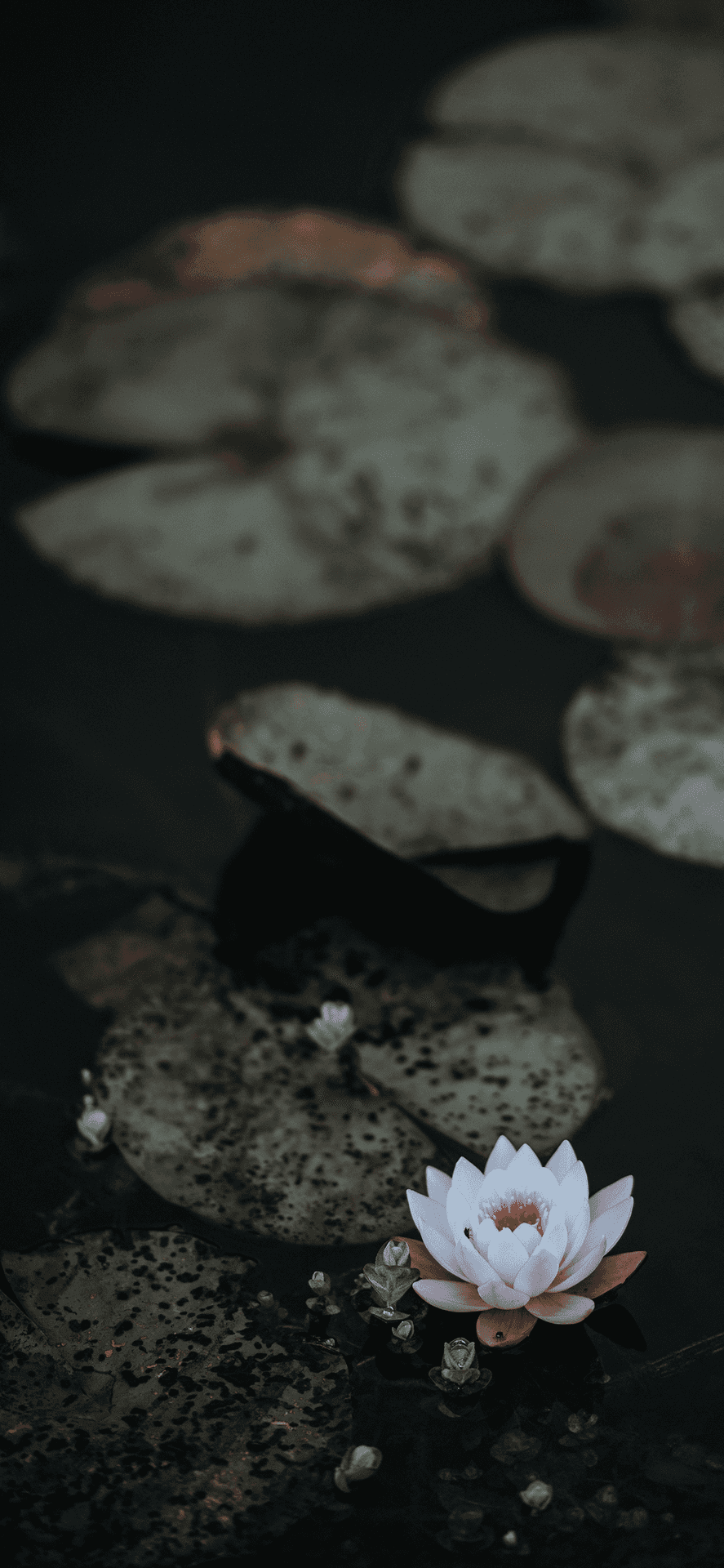 蓮花 1242 x 2688 圖片 壁紙