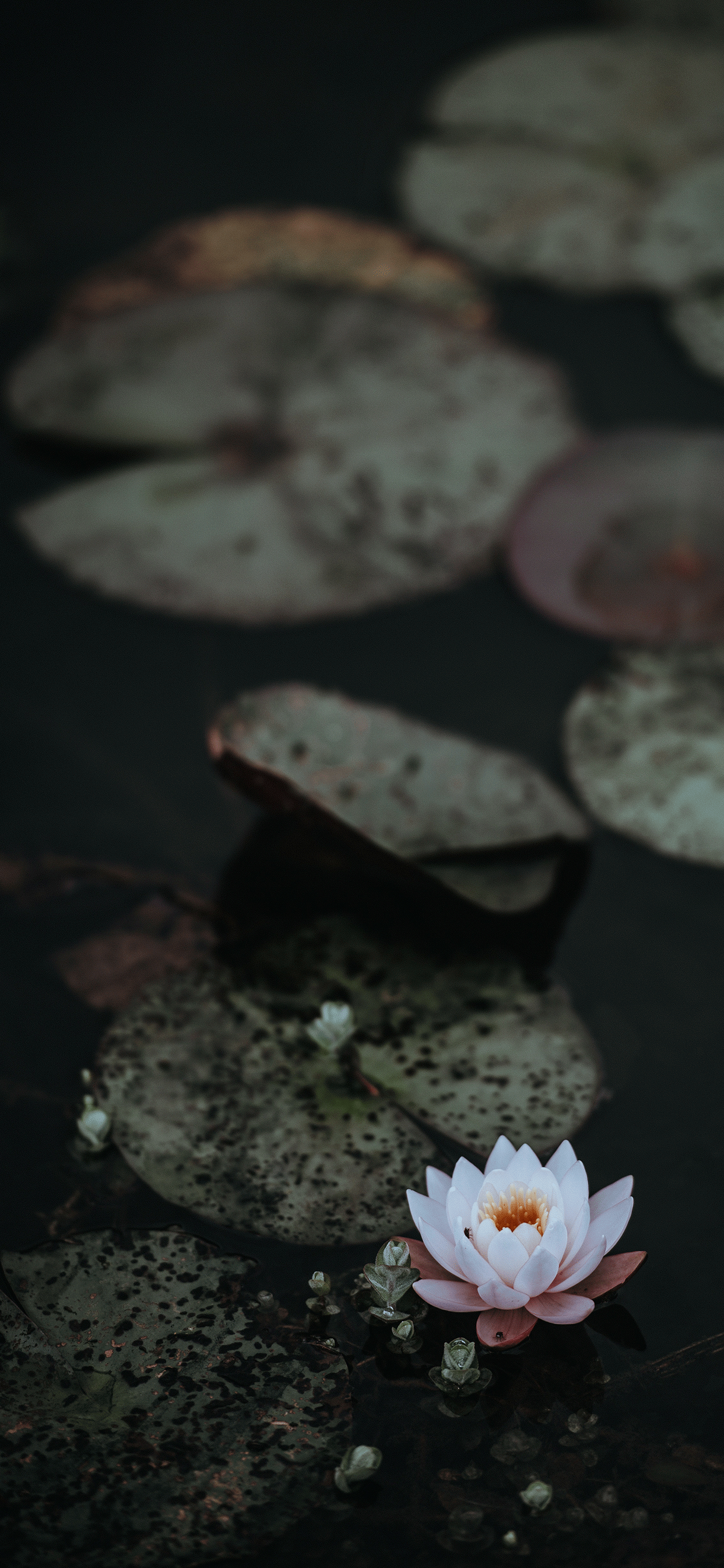 蓮花 1242 x 2688 圖片 壁紙