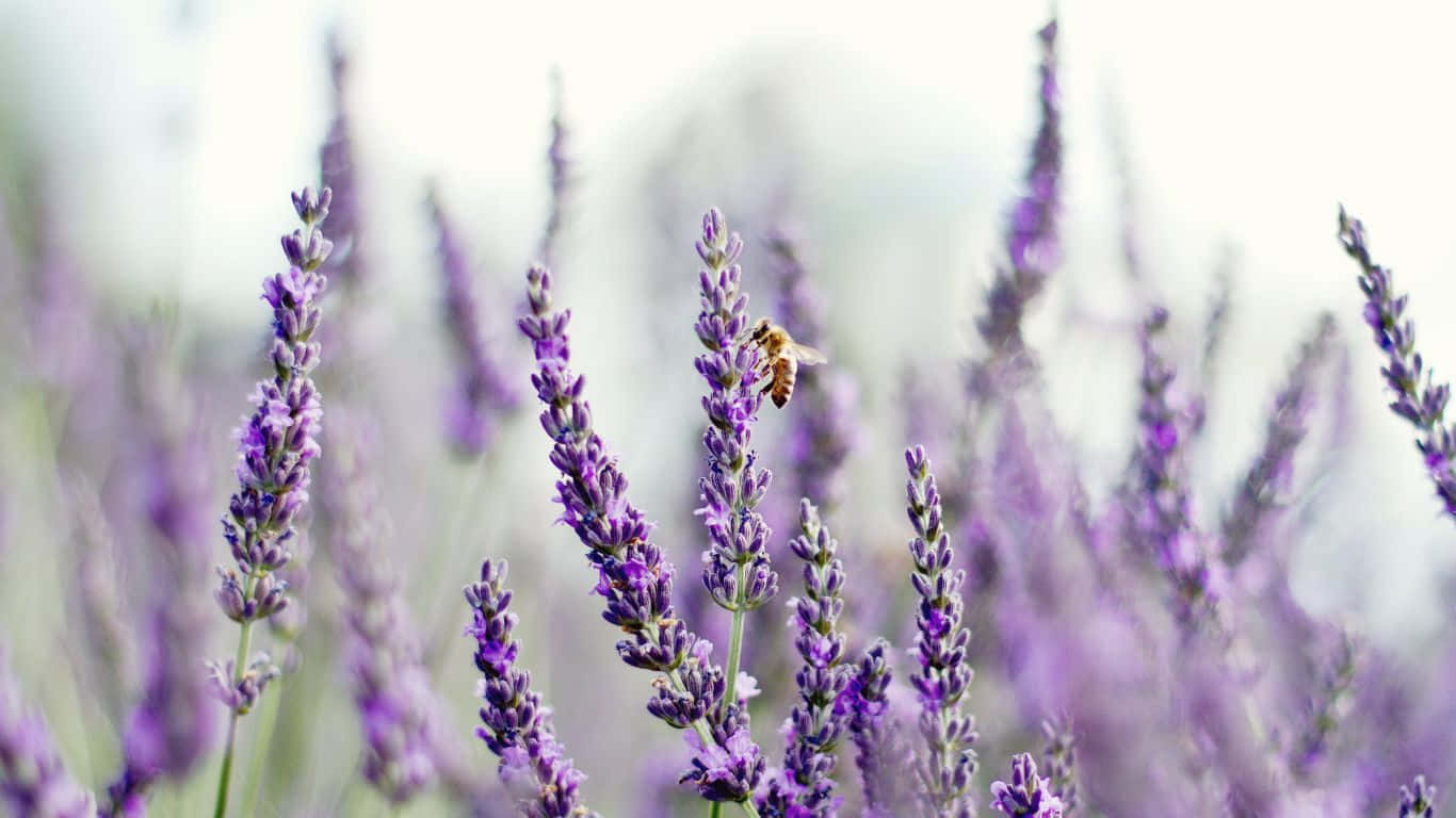 田野中薰衣草花上的蜜蜂
