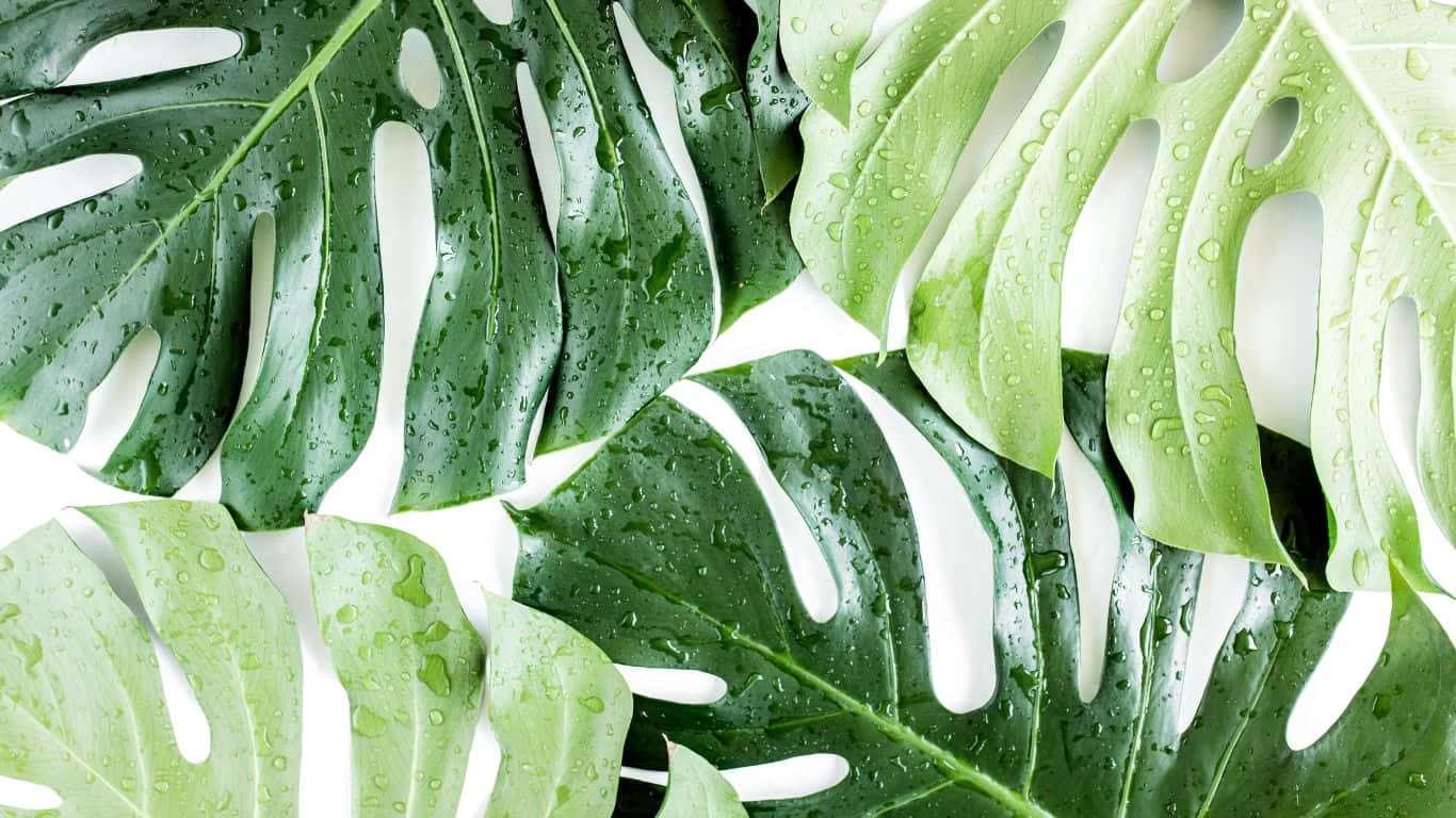 1366X768 背景
