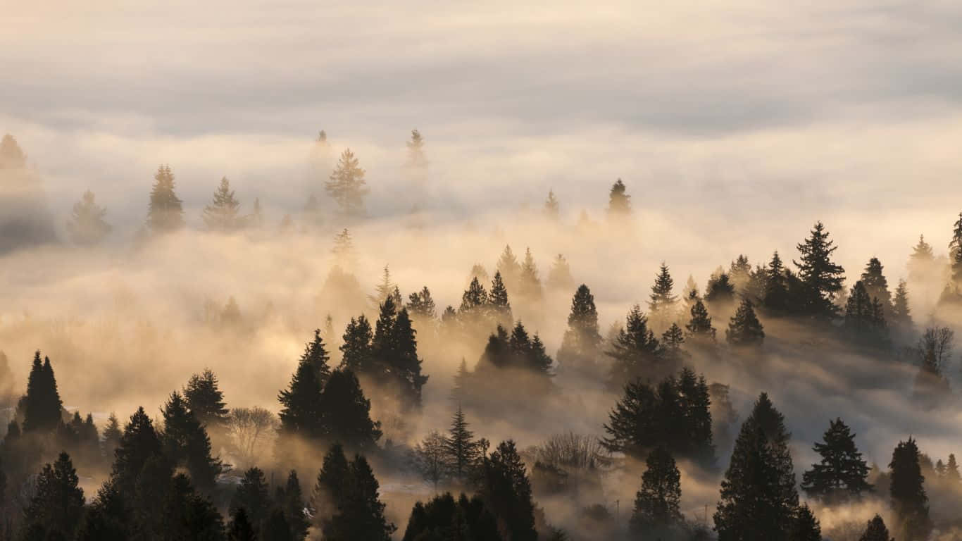 1366X768 背景