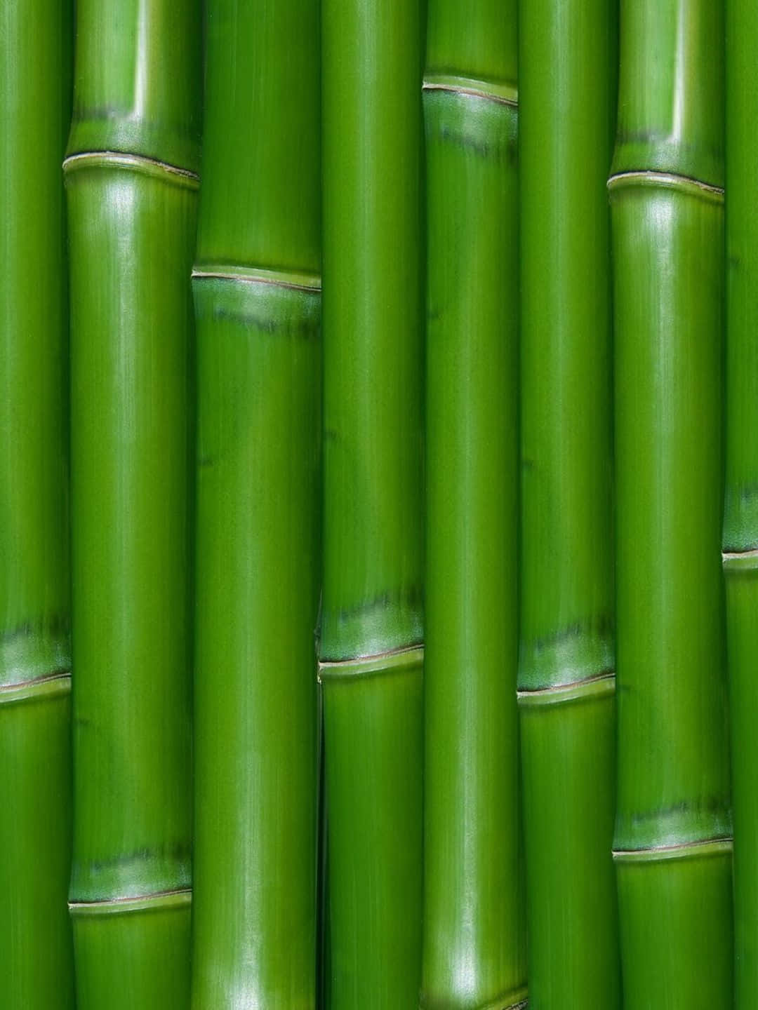 高大的綠色竹莖，表面光滑，節點可見。