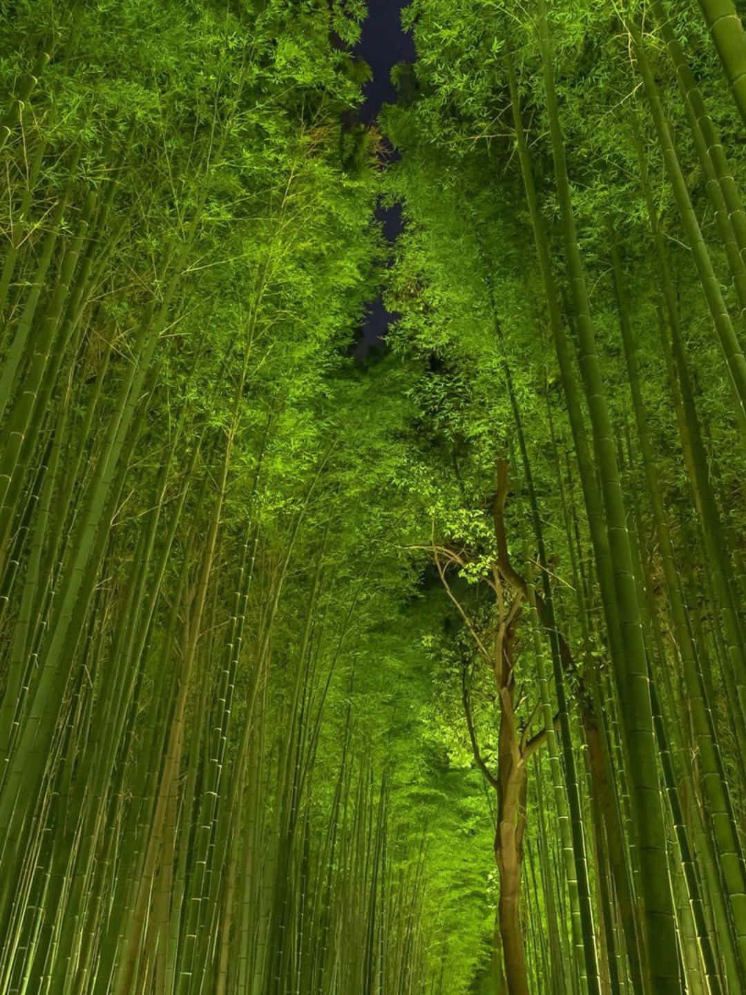 一條狹窄的小徑穿過茂密的竹林，高大的綠色竹莖在頭頂拱起。