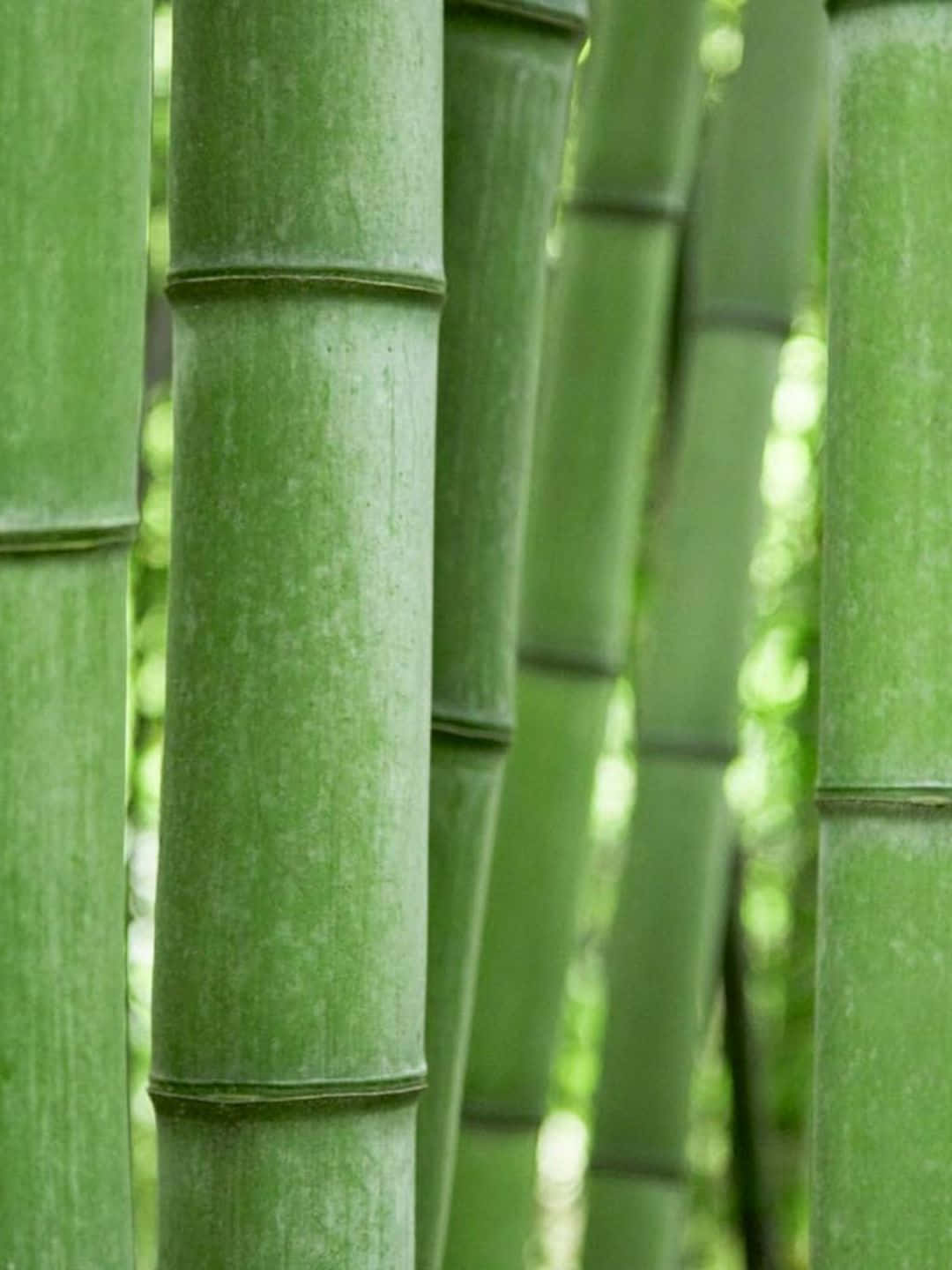 森林中高大的綠色竹莖，背景光線柔和。