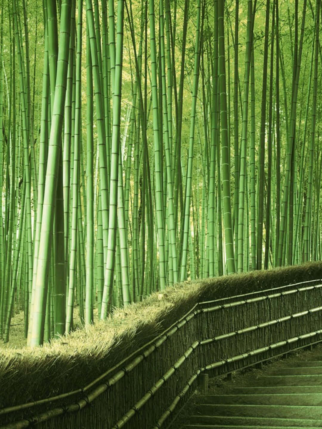 彎曲的木棧道穿過茂密的竹林，竹莖高聳翠綠。