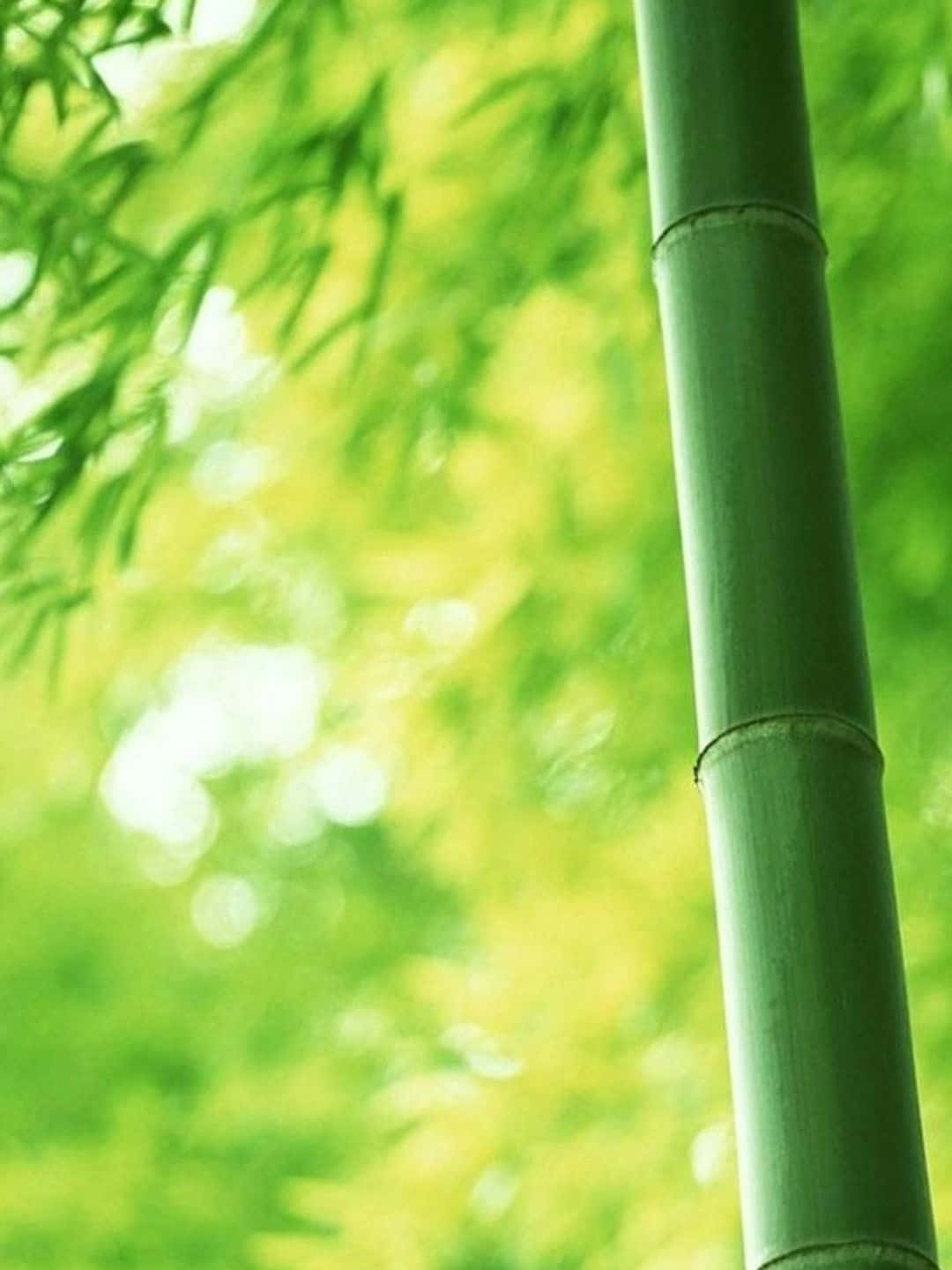 高大的綠色竹莖，背景有模糊的葉子